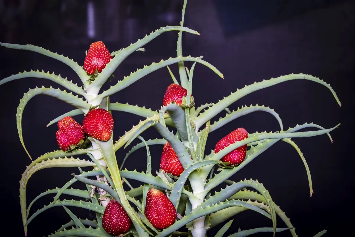 Red strawberries tucked among the thorny leaves of an aloe plant
